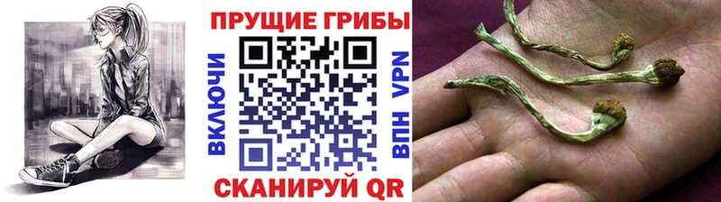 Псилоцибиновые грибы Psilocybine cubensis  как найти закладки  kraken   Безенчук 